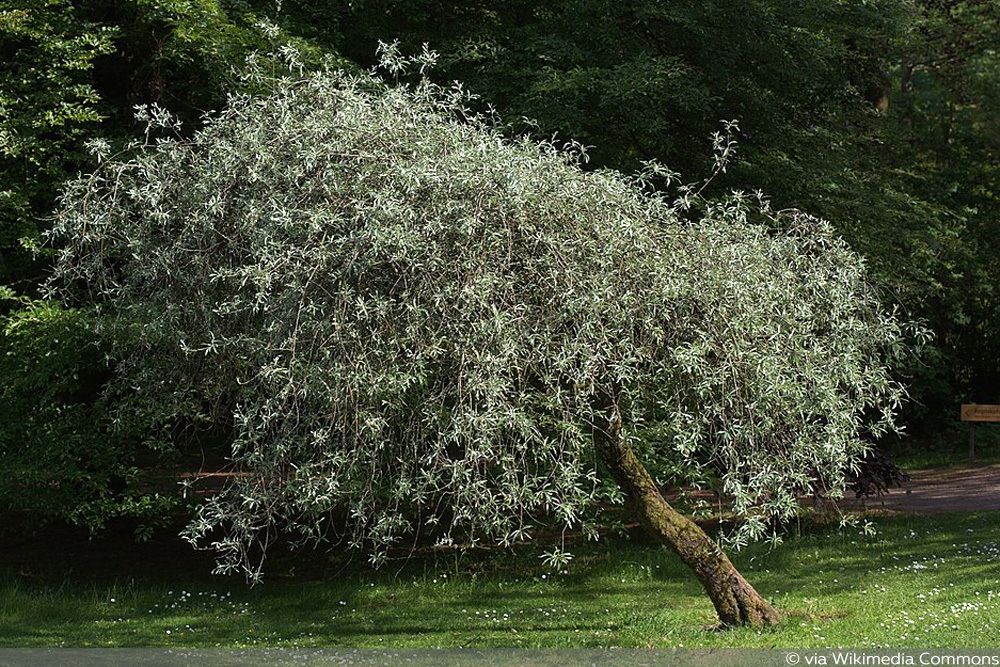 Weidenblättrige Birne