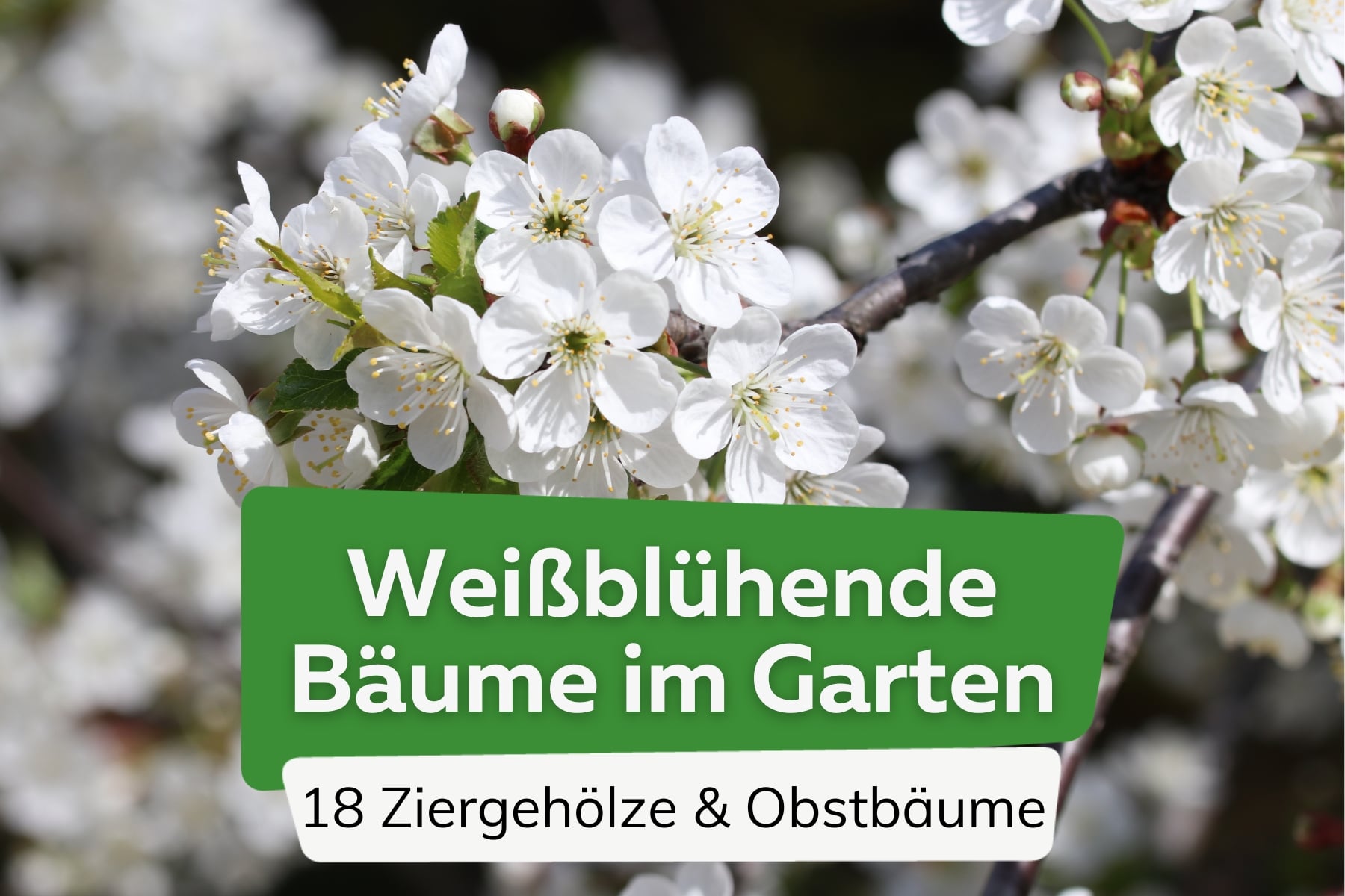 Baum mit weißen Blüten: 18 weißblühende Bäume