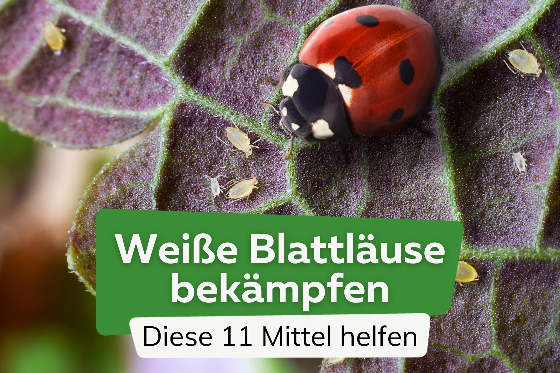 Weiße Blattläuse bekämpfen