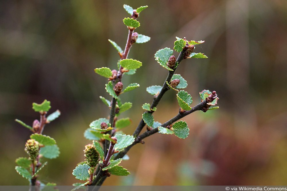 Zwerg-Birke (Betula nana)