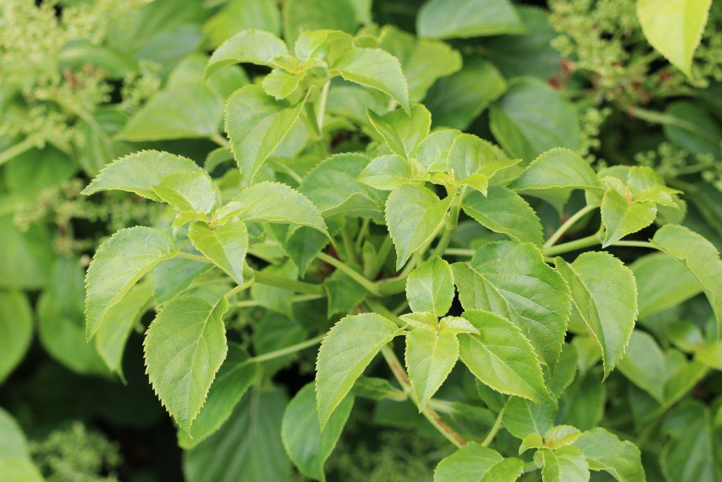 Hydrangea petiolaris