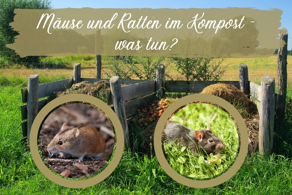 Ratten Am Kompost