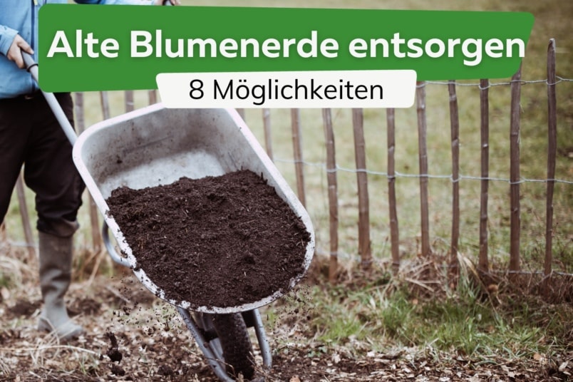 Alte Blumenerde entsorgen: 8 Möglichkeiten für Pflanzenerde