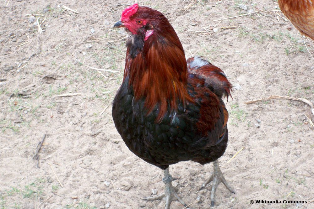 Araucana Huhn