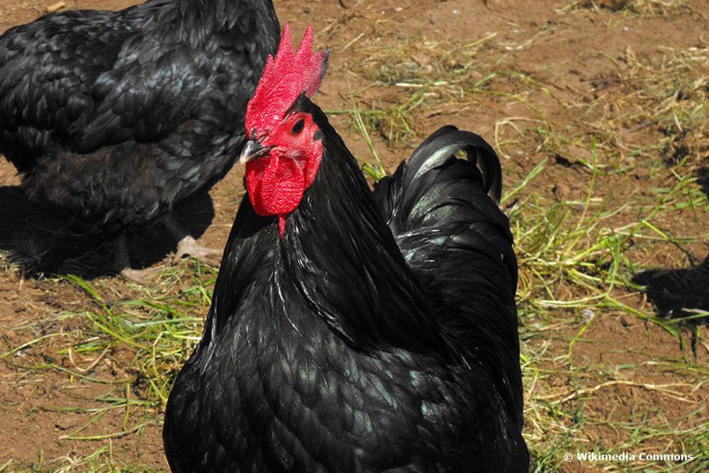 Australorp Huhn