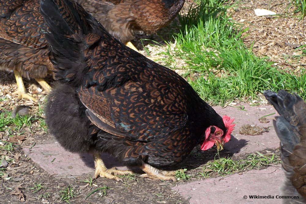 Barnevelder Huhn