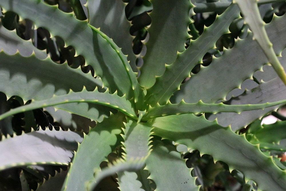 Baum-Aloe, Aloe arborescens, pflegeleichte Grünpflanze