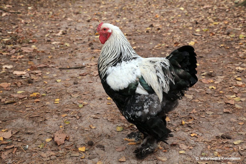 Brahma Huhn