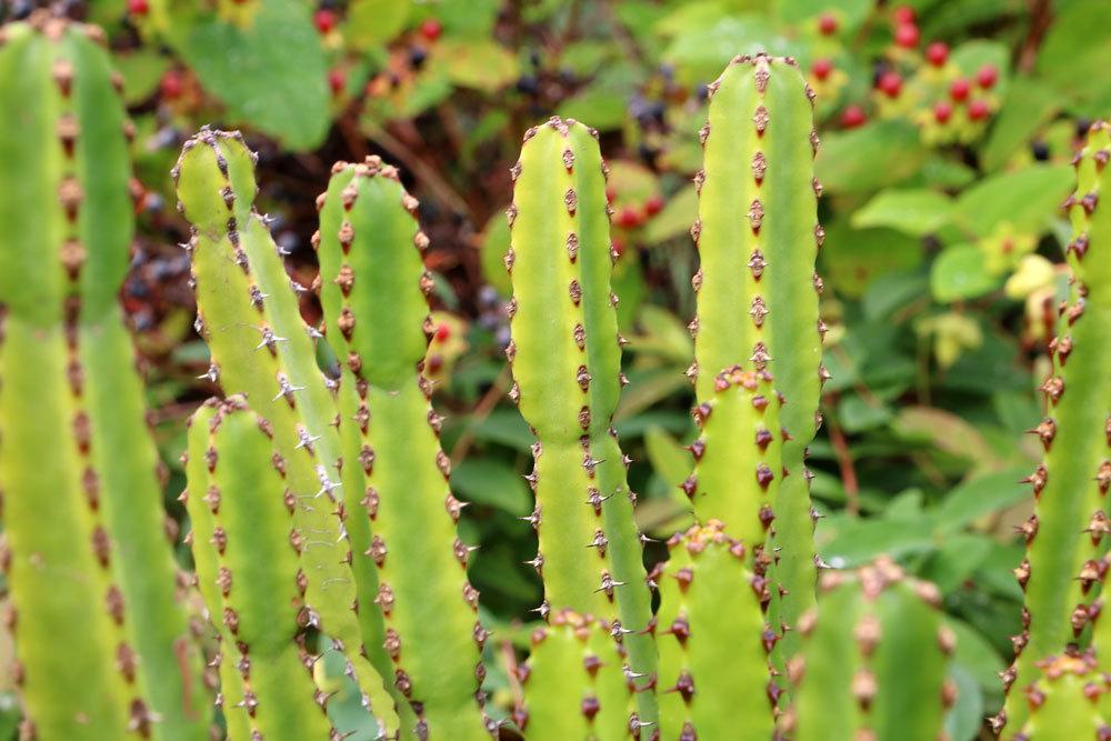 dreikantige Wolfsmilch, Euphorbia trigona, pflegeleichte Grünpflanze