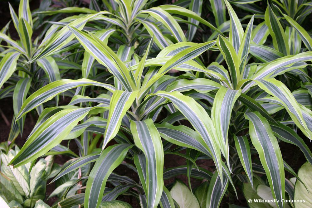 duftender Drachenbaum, Dracaena fragans