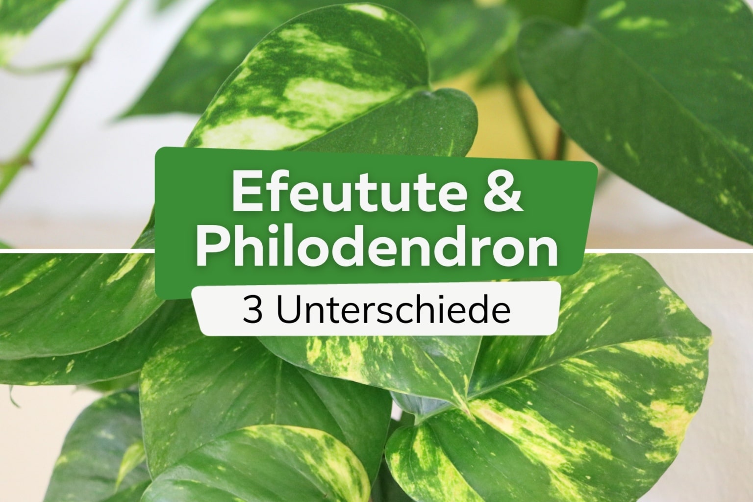 Efeutute vermehren Stecklinge leicht gemacht Anleitung