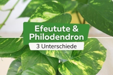 Philodendron oder Efeutute? Wir zeigen 3 Unterschiede