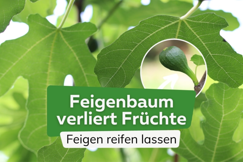 Feigenbaum verliert Früchte: was, wenn sie nicht reifen?