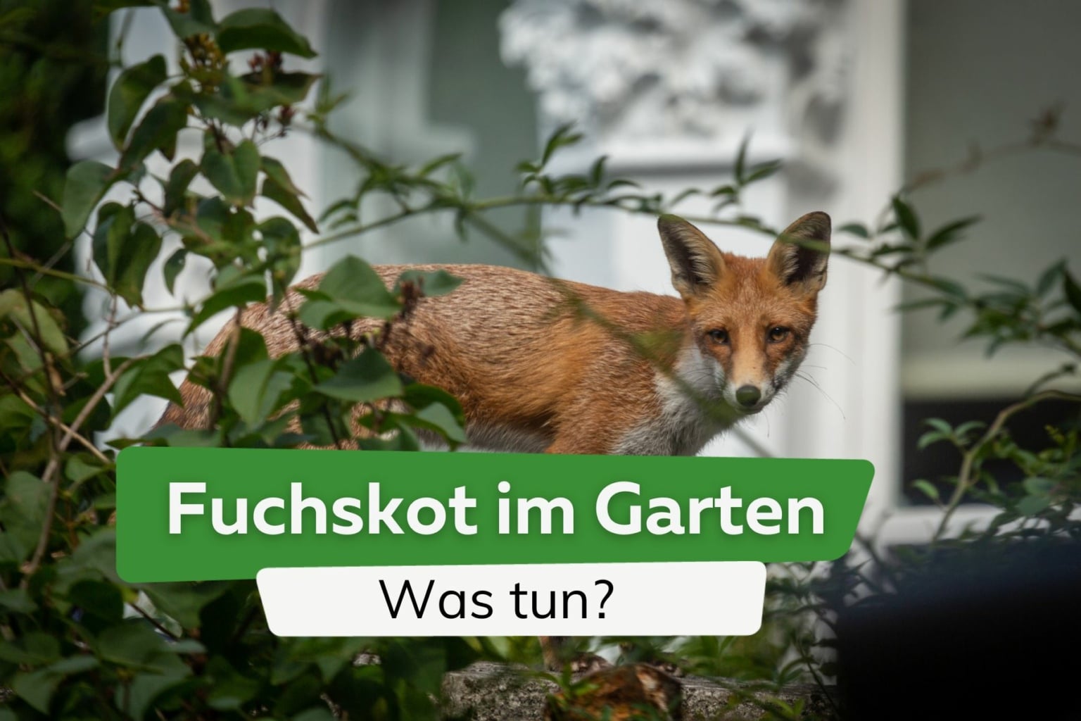 Was Tun Gegen Hundekot Vor Der Haustür hortica.de