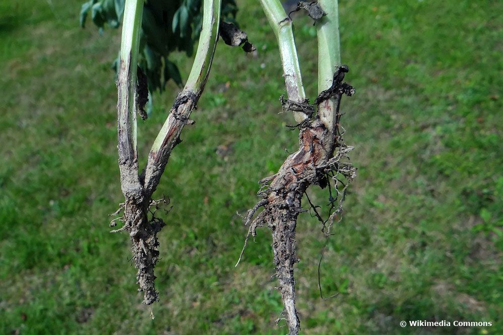 Fusarium-Welke an einer Ackerbohne