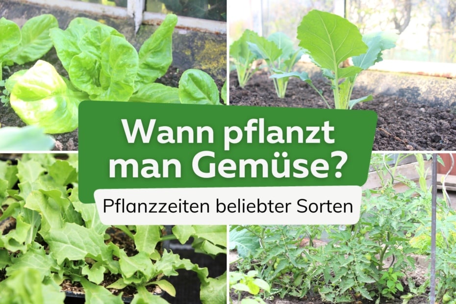 Pflanzzeiten wann pflanzt man welches Gemüse?