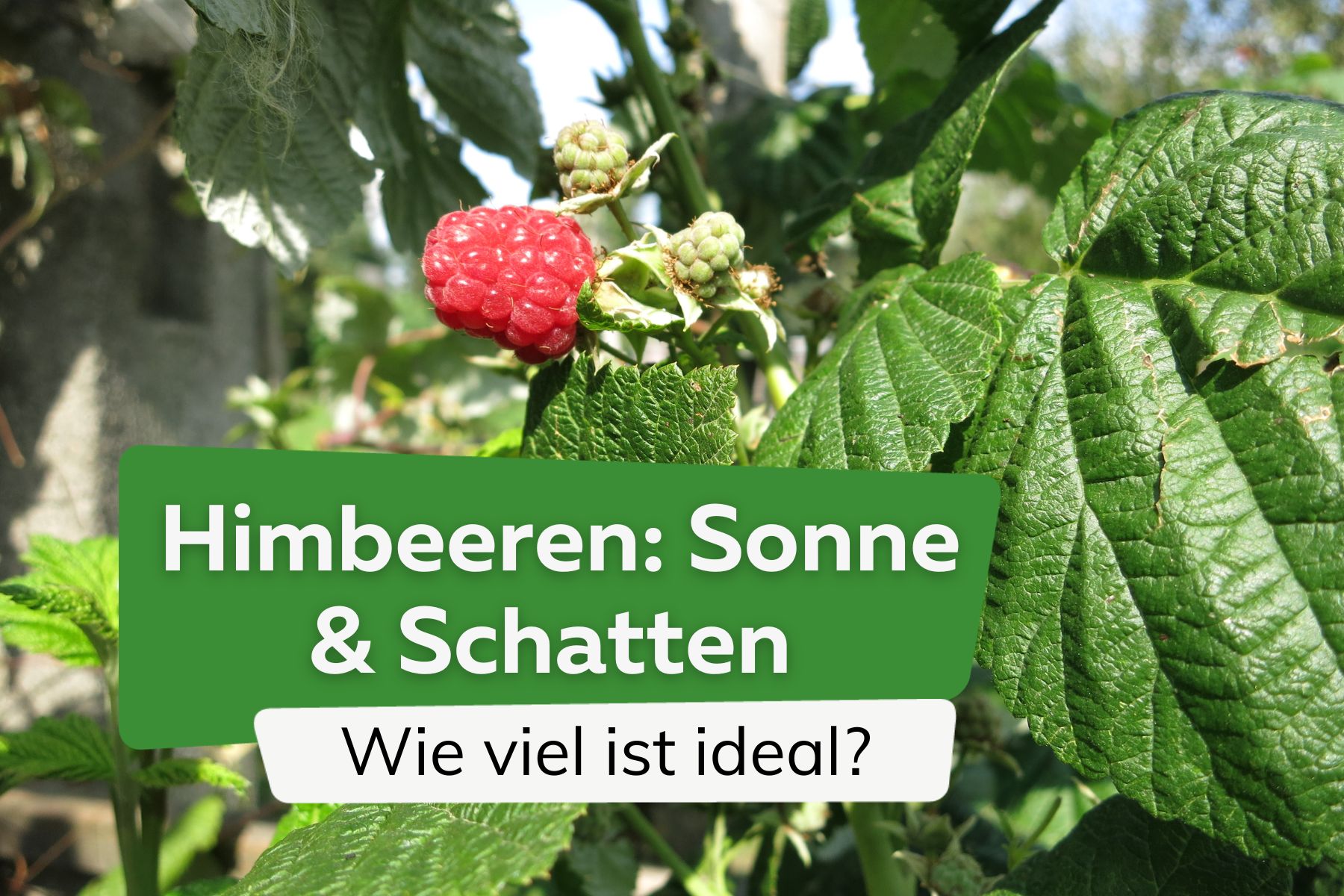 Himbeeren: wie viel Sonne/Schatten sind ideal?