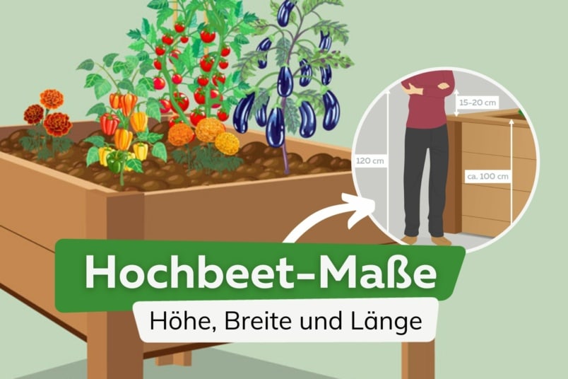 Hochbeet-Maße: die ideale Höhe, Breite und Länge