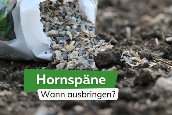 Hornspäne: wann sollte man sie ausbringen?