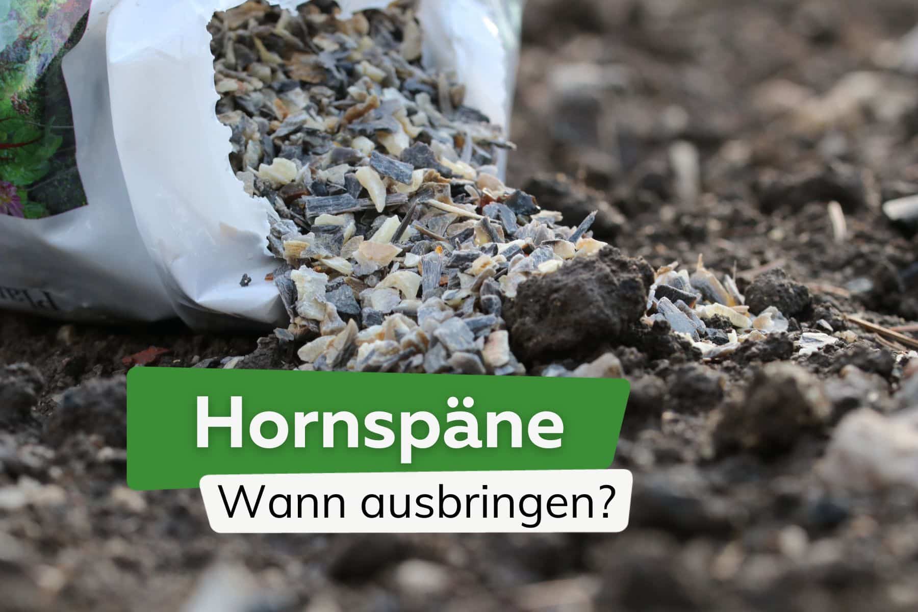 Hornspäne: wann sollte man sie ausbringen?