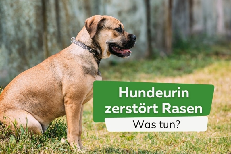 Hundeurin zerstört Rasen: was tun gegen Flecken?