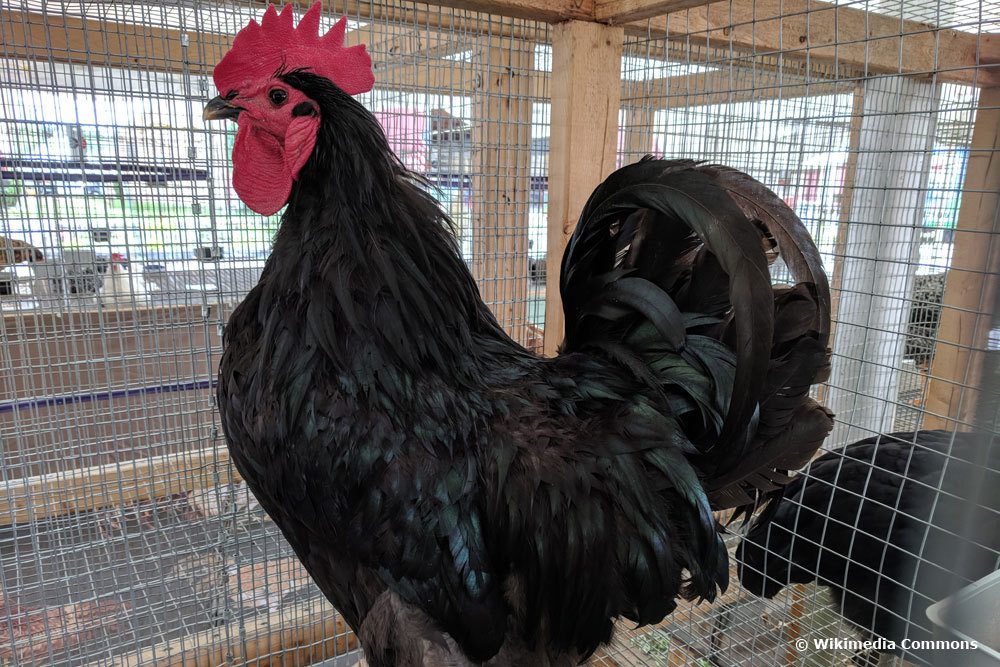 Jersey Giant Huhn