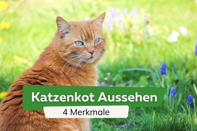 Katzenkot Aussehen: anhand dieser 4 Merkmale erkennen