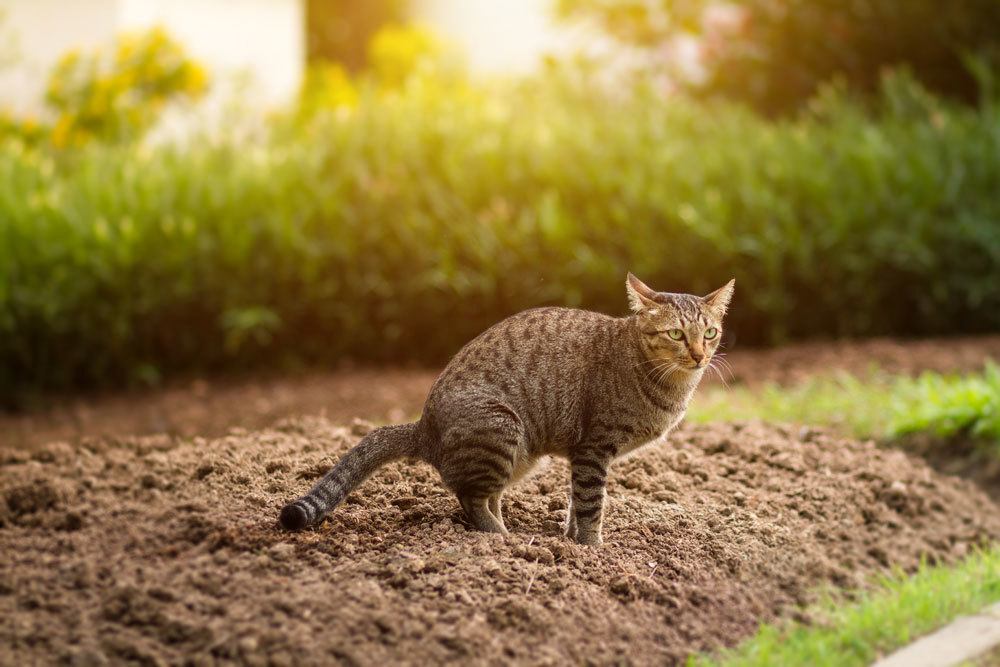 Katzenkot erkennen