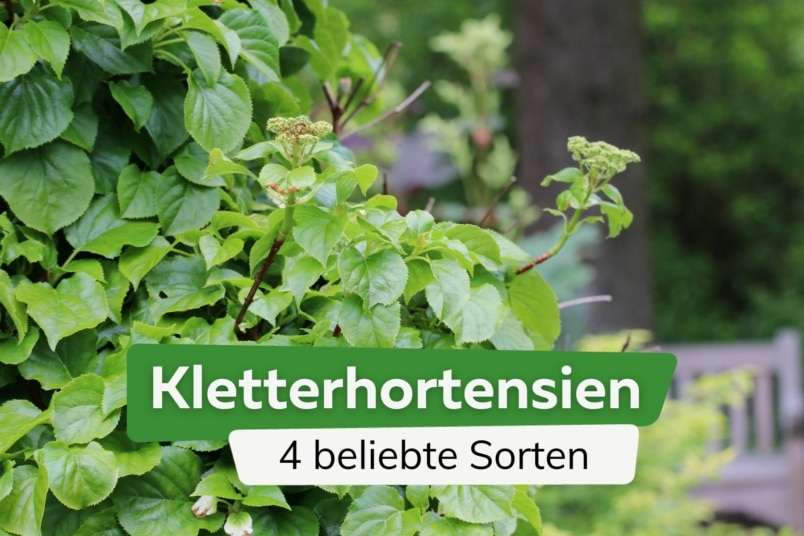 Kletterhortensien: 4 beliebte Sorten