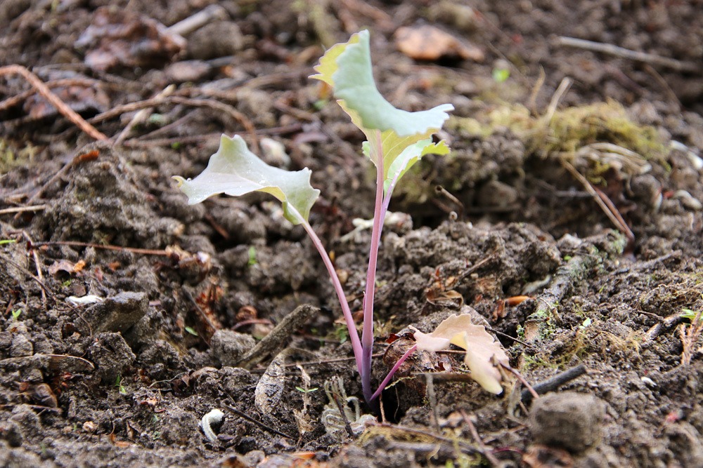 Brassica oleracea, Kohlrabi, Pflanzzeiten