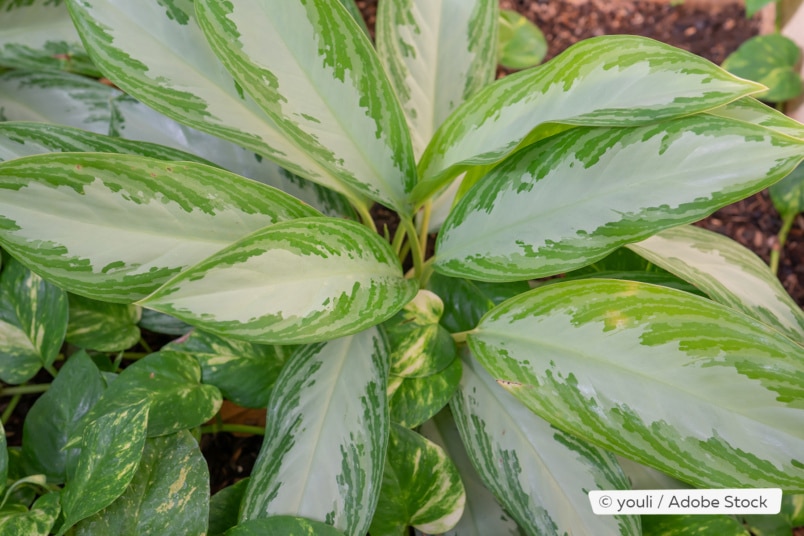 Kolbenfaden (Aglaonema commutatum)