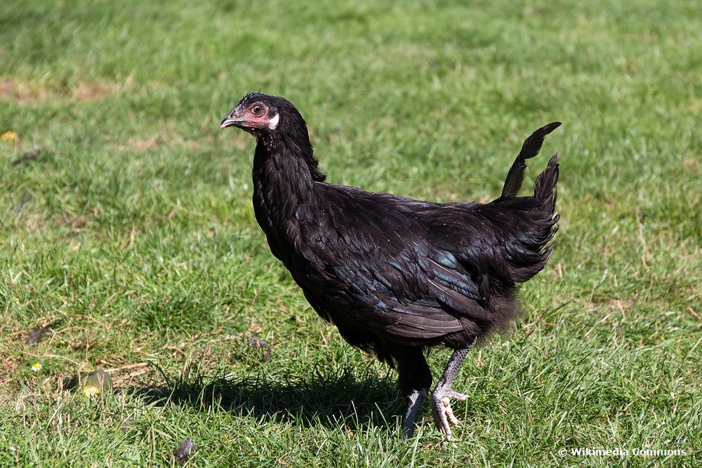 La Flèche Huhn