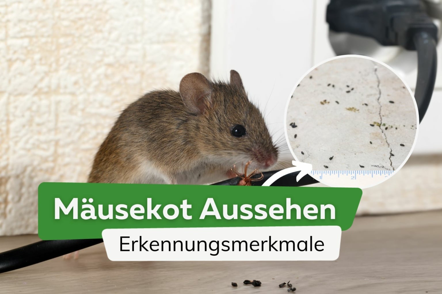 Fuchskot im Garten was tun? Kot erkennen