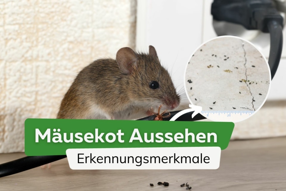 Mauseplage Im Haus So Erkennen Sie Mausekotfeed