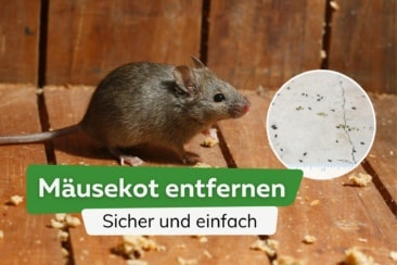 Mäusekot entfernen: sicher und einfach beseitigen