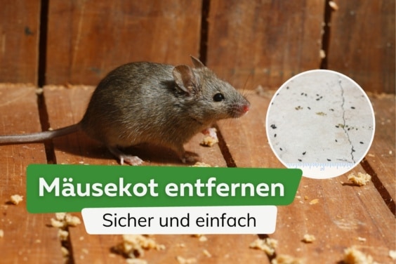 Mäusekot entfernen: sicher und einfach beseitigen