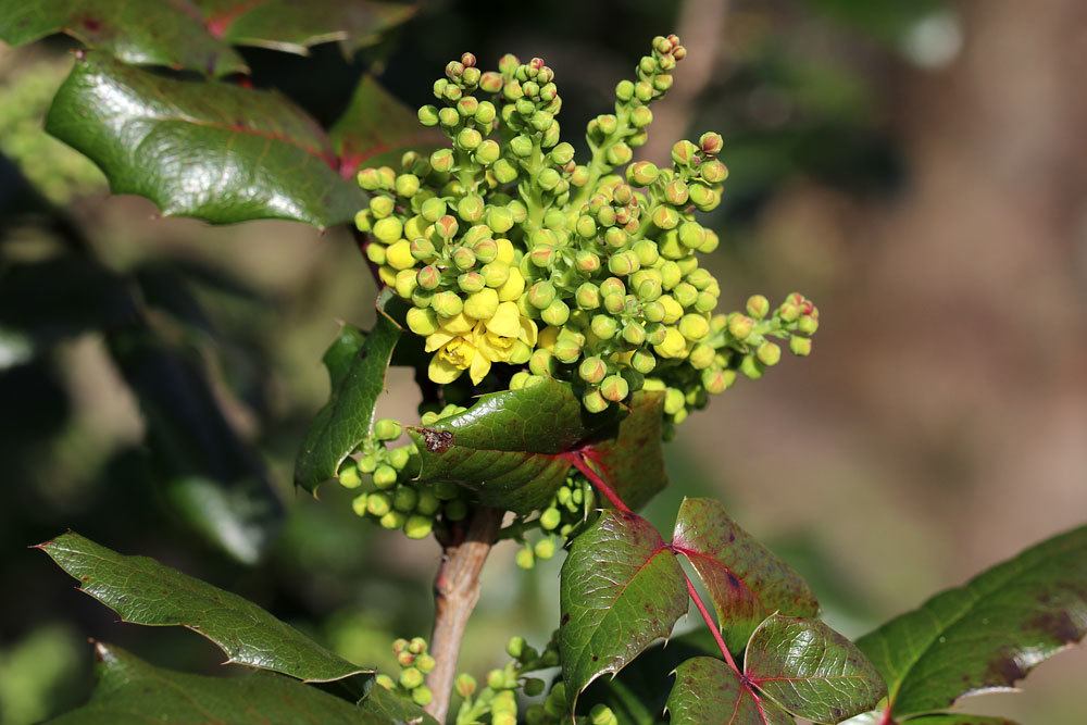 Gewöhnliche Mahonie, Bienenfutterpflanze