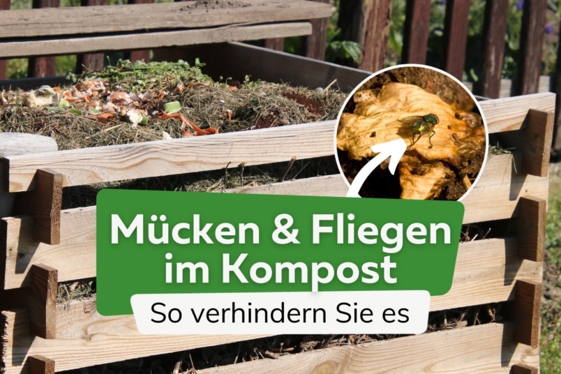 Tausende Mücken und Fliegen im Kompost: was tun?