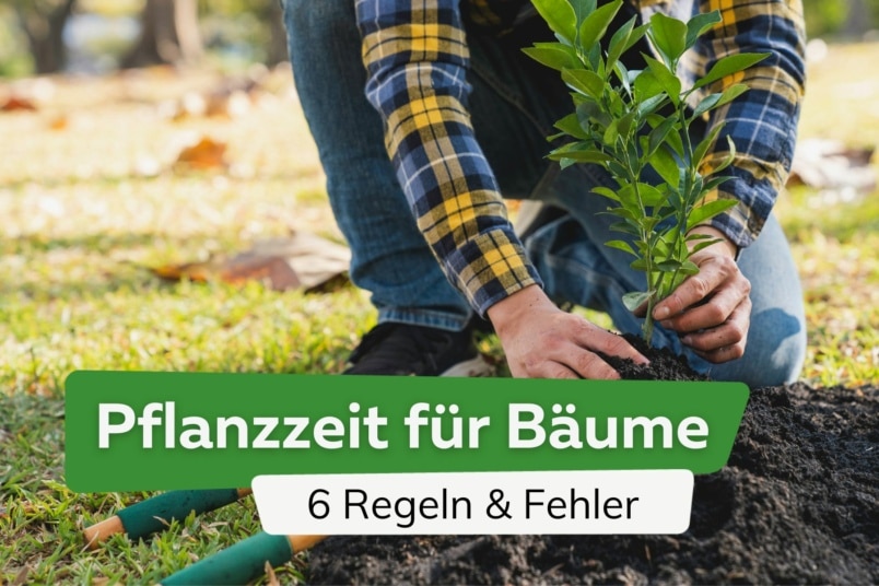 Pflanzzeit für Bäume: 6 Regeln & Fehler