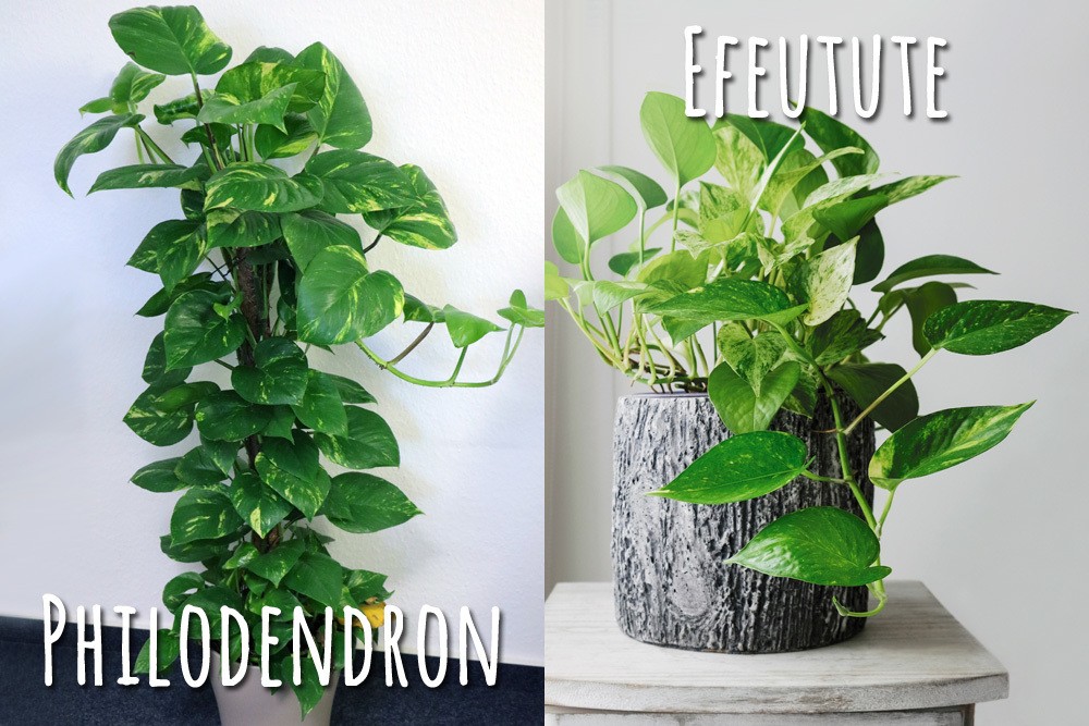 Unterschied: Philodendron und Efeutute