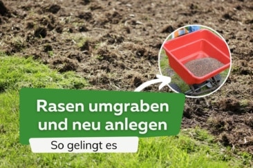 Rasen umgraben und neu anlegen: so gelingt es