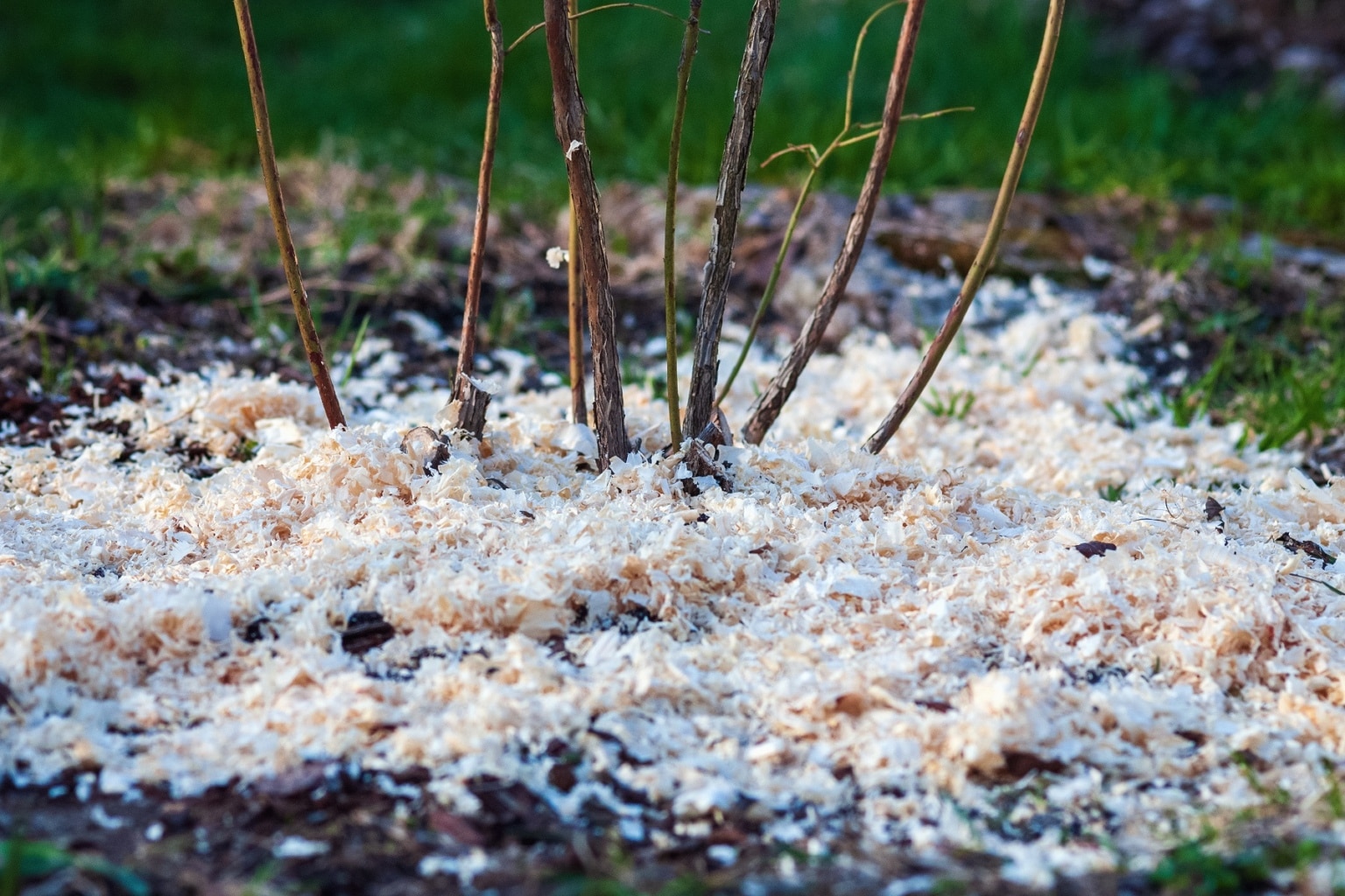 Sägespäne 6 Verwendungen im Garten