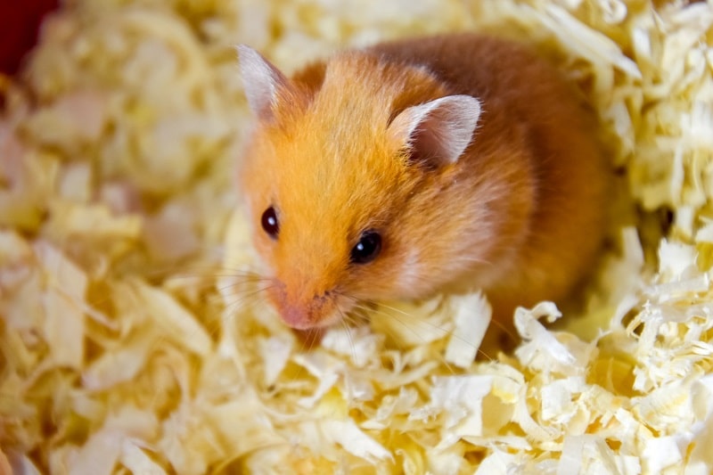 Hamster in Sägespänen