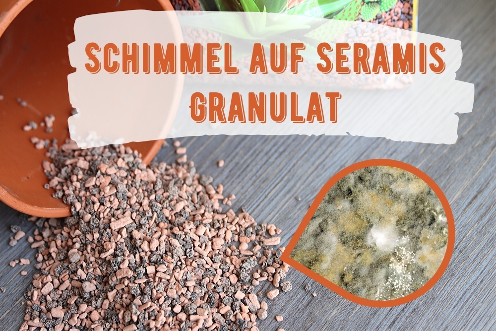 Schimmel auf Seramis