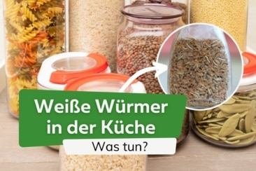 Weiße Würmer in der Küche: was tun?