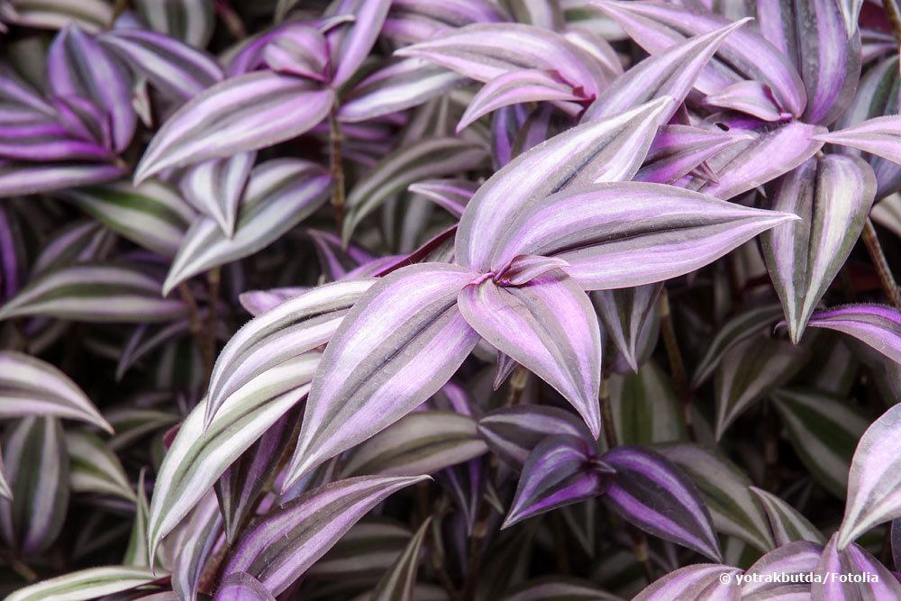 Zebrakraut, Tradescantia zebrina