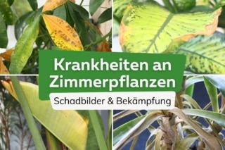 18 hufige Krankheiten an Zimmerpflanzen mit Bild
