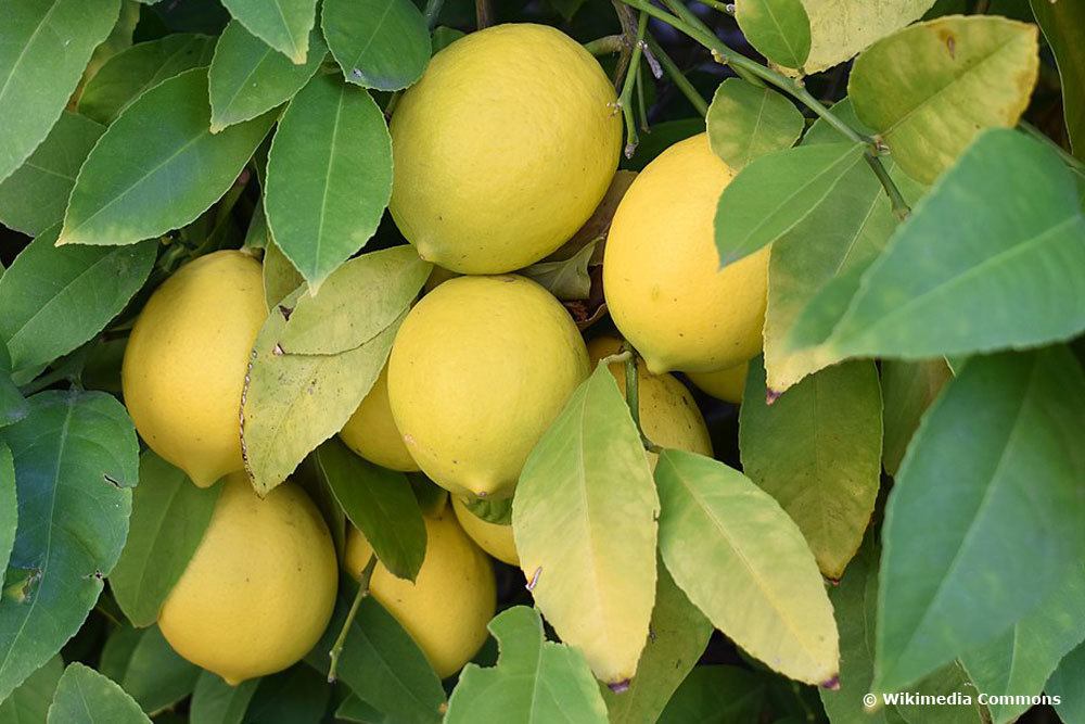 Citrus limon