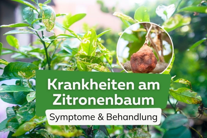 10 häufige Zitronenbaum-Krankheiten mit Bild