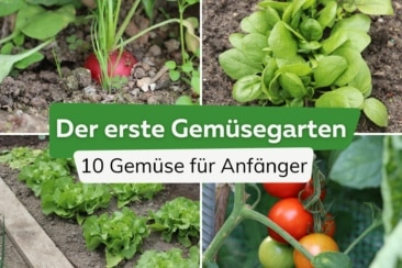 10 Gemüse für Anfänger | Mein erster Gemüsegarten |Radieschen, Spiant, Kopfsalat und Tomaten